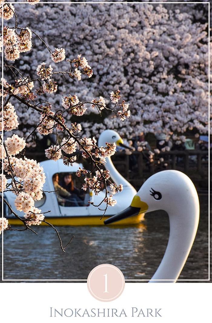 Twee zwanenboten tussen de kersenbloesems in Inokashira Park Tokyo