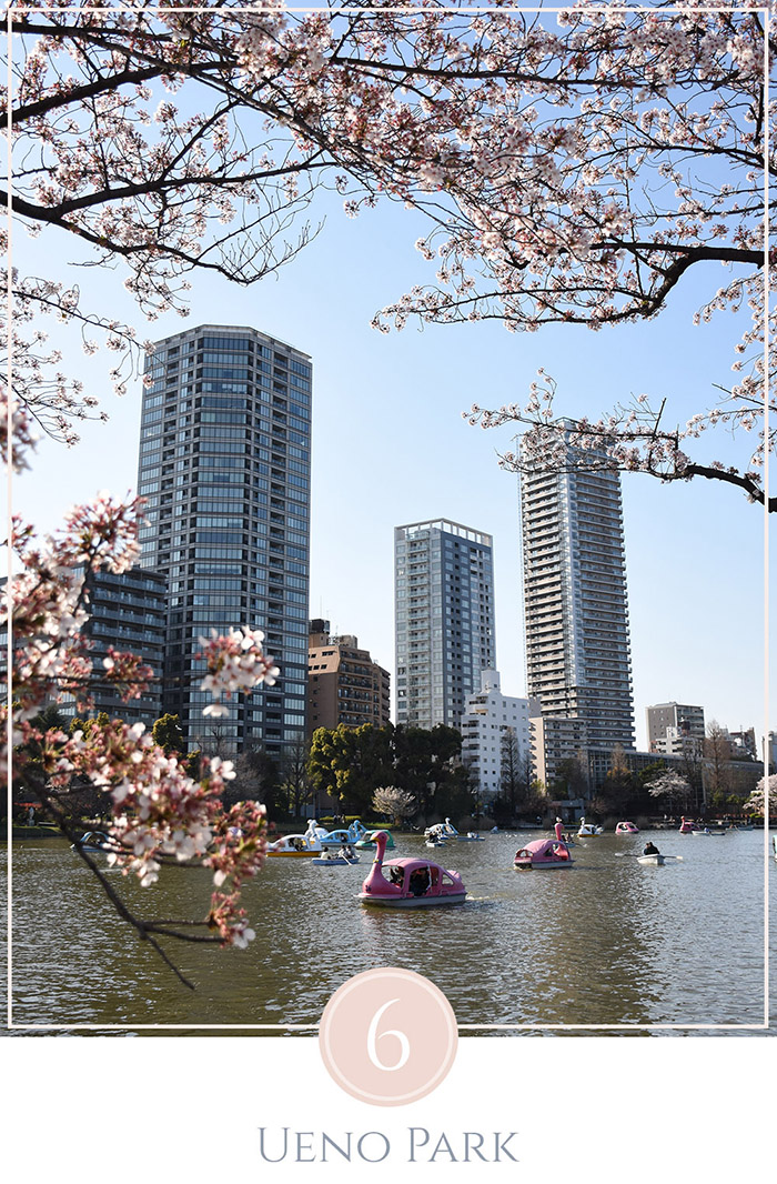 Zwanenboten op het meer in Ueno Park Tokyo, flats staan in de achtergrond omgeven door cherry blossoms