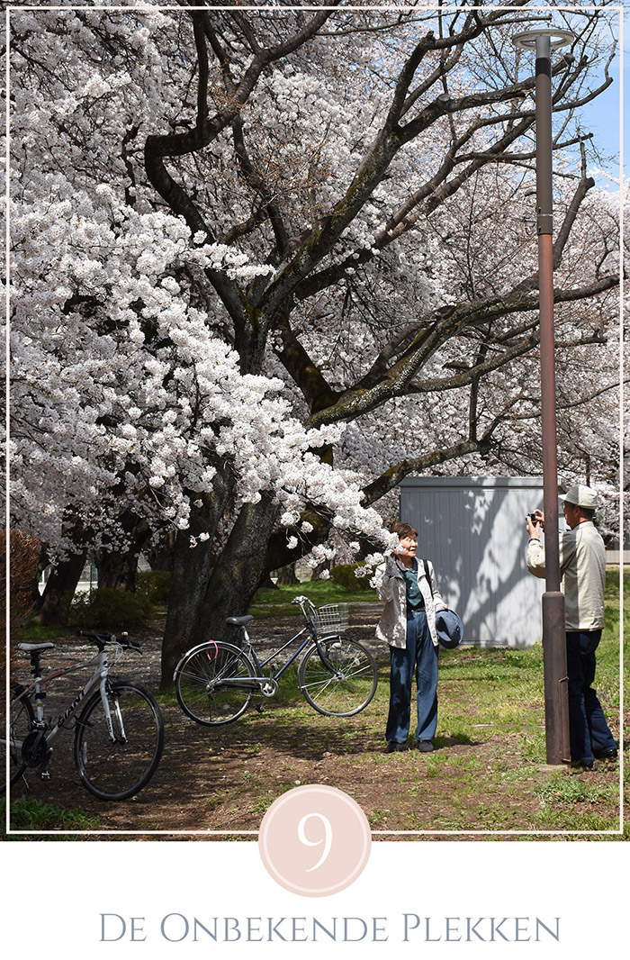 Een oudere man maakt een foto van zijn vrouw tussen de bloesem bomen in Tokyo, hun fietsen staan geparkeerd