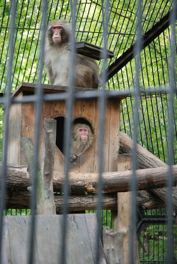 Novosibirsk zoopark dierentuin apen