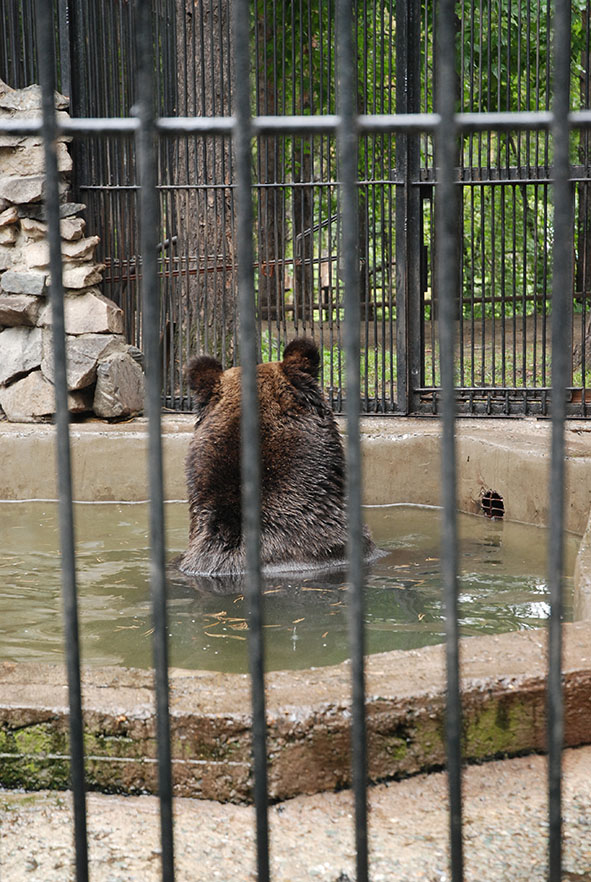 Bruine beer in Novosibirsk zoopark dierentuin