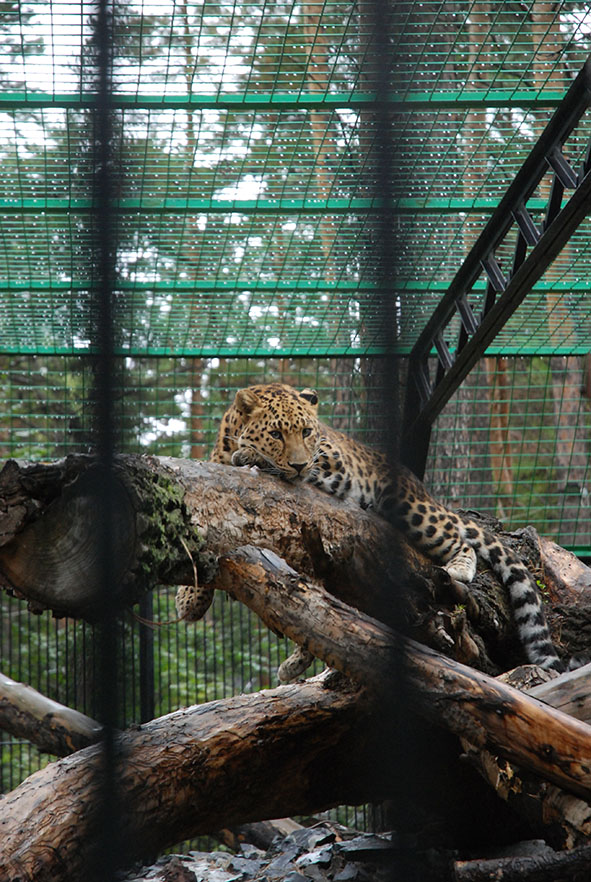 Beschermde luipaard in Novosibirsk zoopark dierentuin