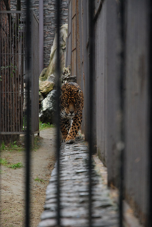 Novosibirsk zoopark dierentuin luipaard