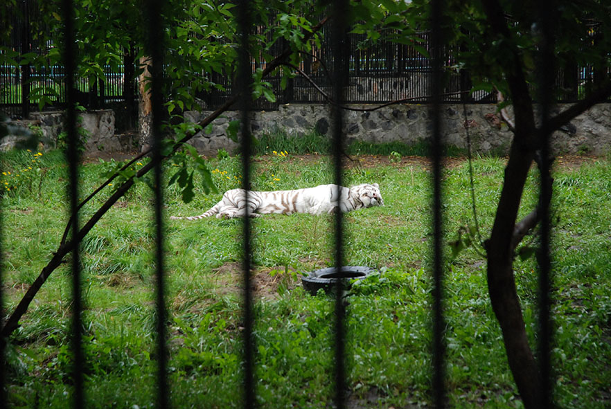 Witte Siberische tijger Novosibirsk zoopark dierentuin