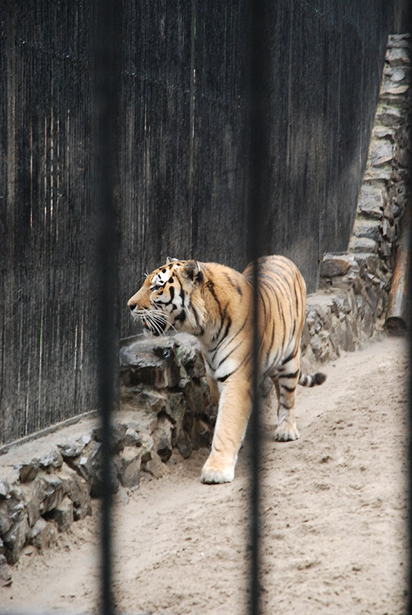 Novosibirsk zoopark dierentuin tijger