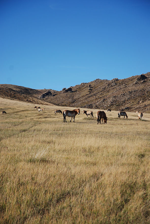 Hustai nationaal park Mongolië przewalskii paarden
