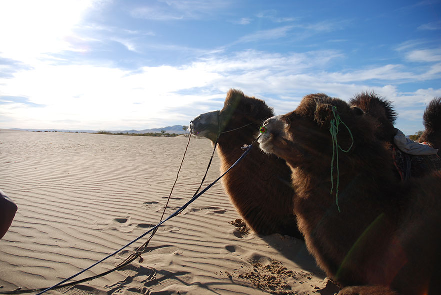 Kameel rijden woestijn Mongolië