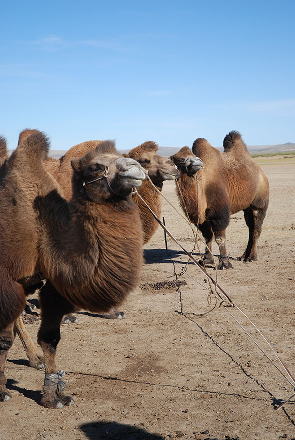 Kamelen semidesert Mongolië