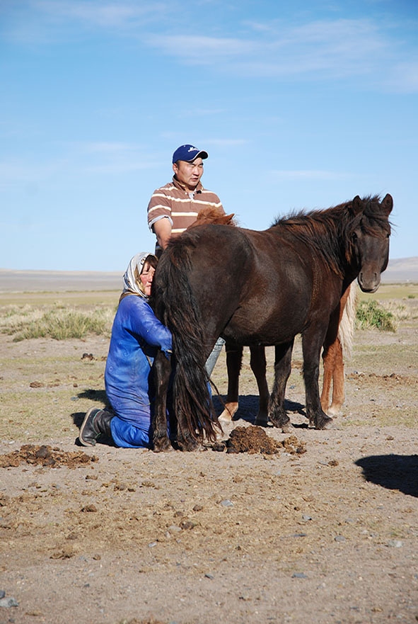 Paarden melken Mongolië