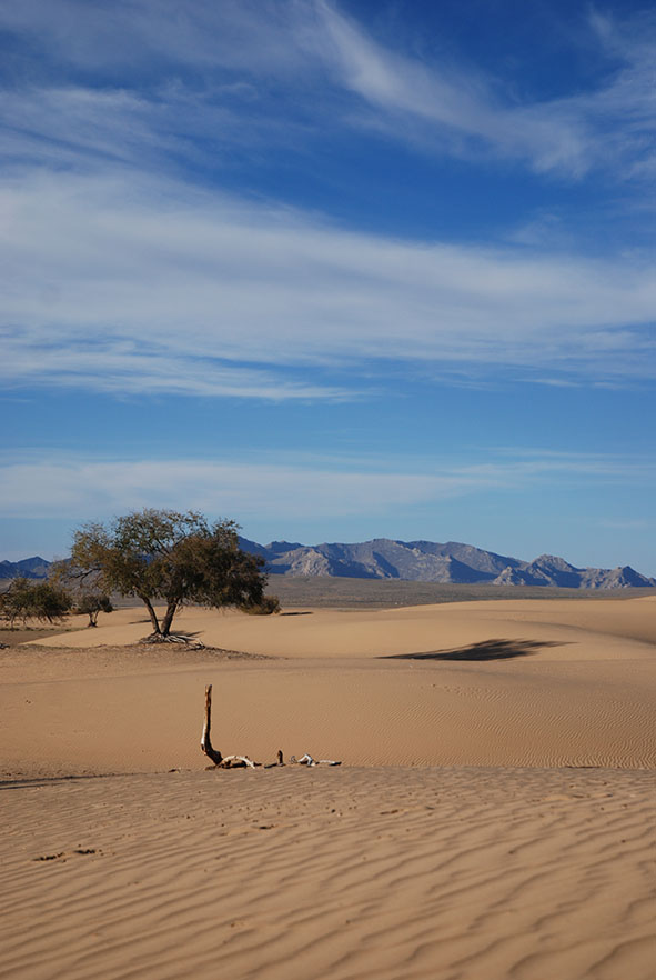 Woestijn Mongolië