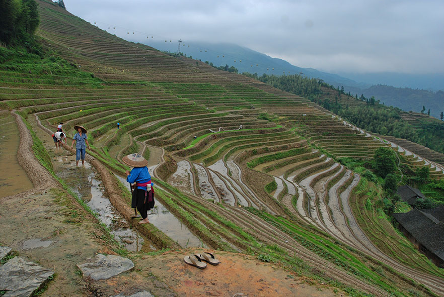 Longsheng rijstterrassen boeren