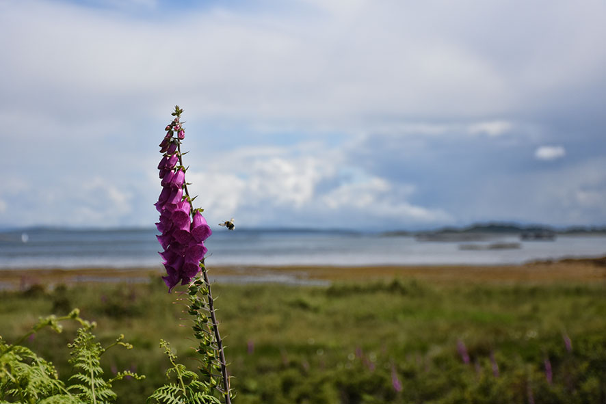 Isle of Mull bloemen zomer