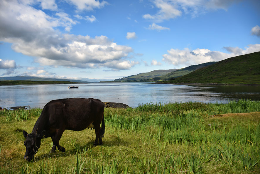 Landschap Ilse of Mull met een koe