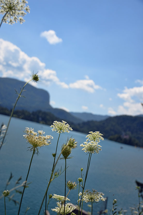 Bloemen bij het meer van Bled