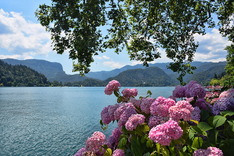 Kasteel in het meer van Bled