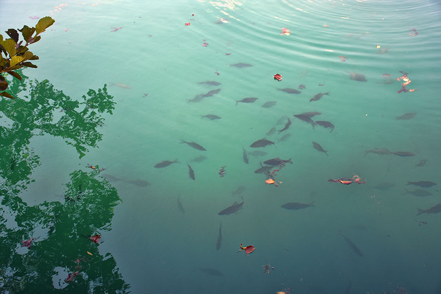 Vissen in het meer van Bled