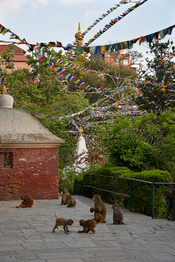 Apen bij de monkey tempel Swayambhu Kathmandu