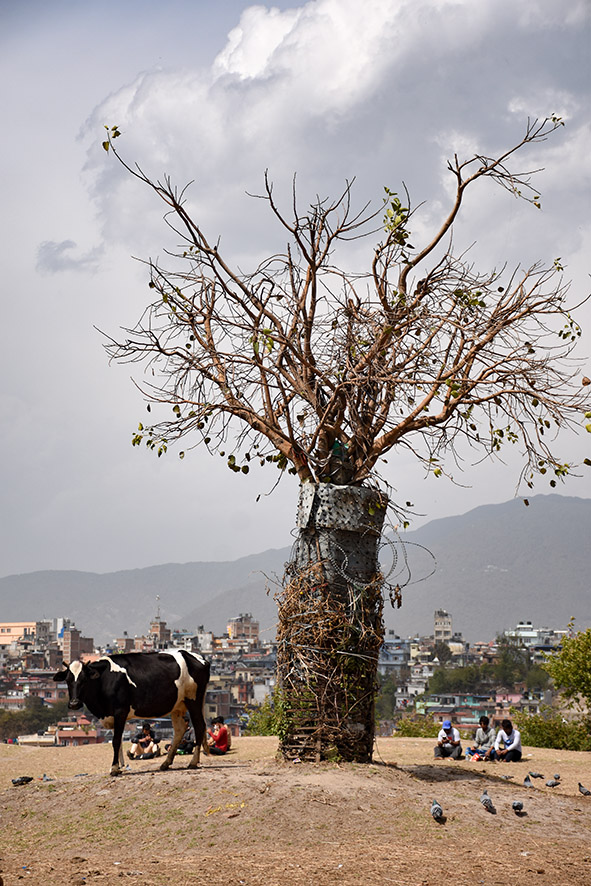 Terrein rondom de Pashupatinath tempel met een koe