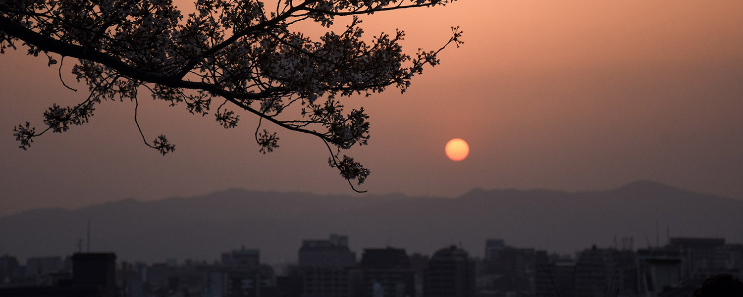 Zonsondergang boven Kyoto, de bergen en de stad vormen een silhouette, een tak van een kersenbloesem hangt als een schaduw over de stad