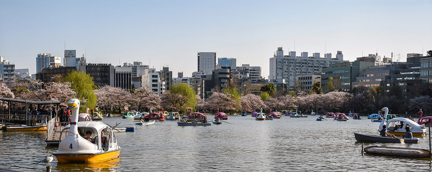 Boesemtijd in Ueno Park Tokyo waarbij zwanenboten op het meer in het park varen met bloesenbomen en de stad in de achtergond